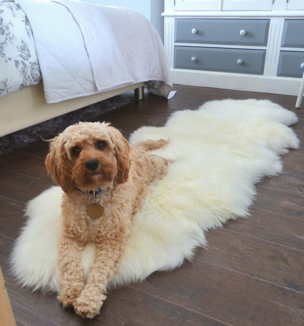 Sheepland Genuine Ivory Long Fur Double Sheepskin Rug