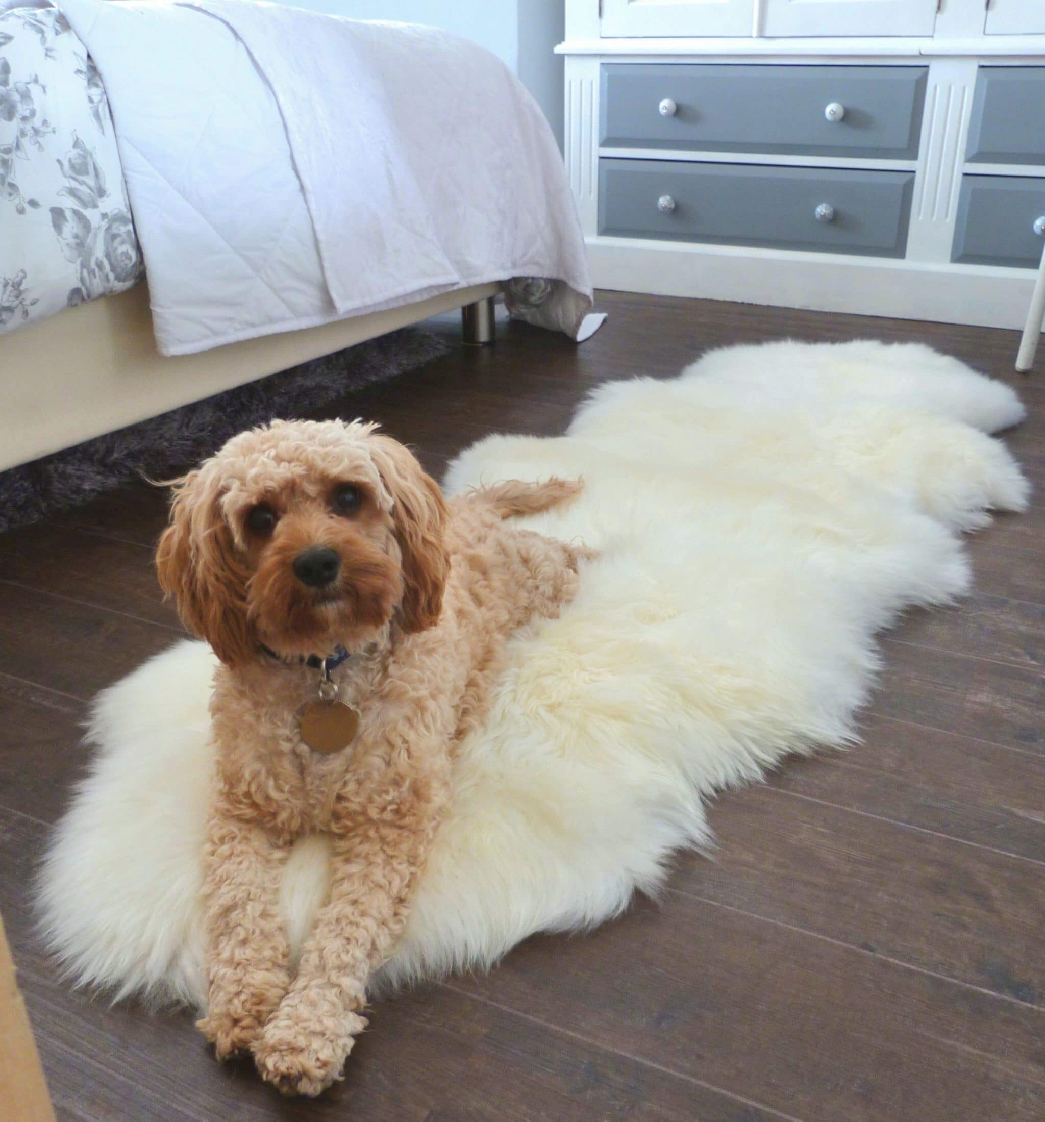 Sheepland Genuine Ivory Long Fur Double Sheepskin Rug